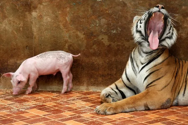 A tiger yawns next to a piglet at the Sriracha Tiger Zoo, in Chonburi province, Thailand, June 7, 2016. (Photo by Chaiwat Subprasom/Reuters)