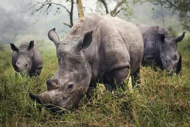 Merit: White Rhinos. The night before this photo, we tried all day to get a good photo of the endangered white rhino. Skulking through the grass carefully trying to stay 30 feet away to be safe, didn't provide me the photo I was hoping for. In the morning however, I woke up to all three rhinos grazing infront of me. Ziwa Rhino Sanctuary, Uganda. (Photo and caption by Stefane Berube/National Geographic Traveler Photo Contest)