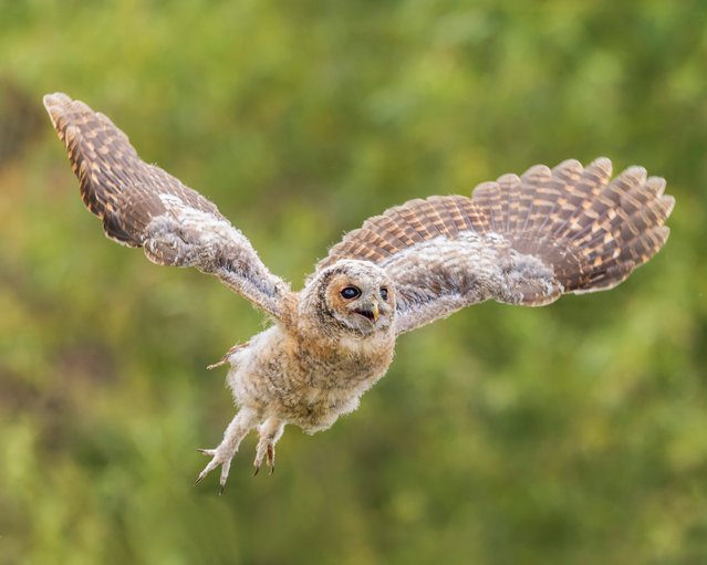 A fledgling tawny owl flies the nest for the first time in Bushey, Hertfordshire, UK, 2024. (Photo by Gill Merritt/Animal News Agency)