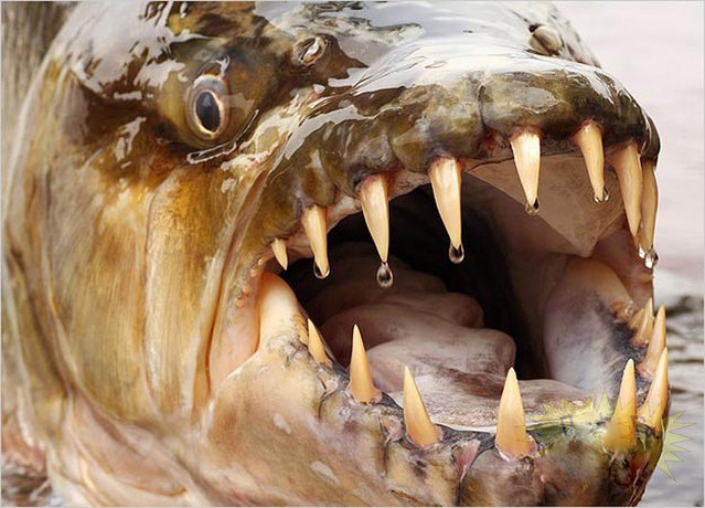 Hydrocynus goliath, also known as the goliath tigerfish, giant tigerfish or mbenga