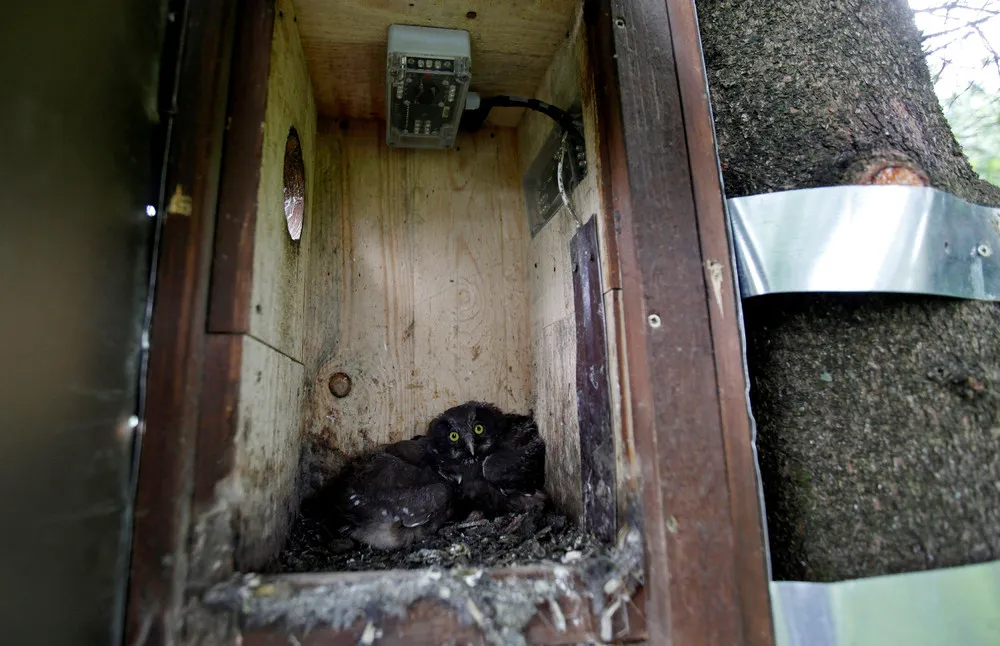 Watching Owls at the Smart Nest Box