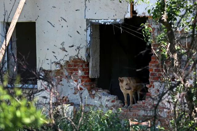 A dog stands in a damaged house of Inna Bobryntseva, who died during a Russian shelling, as prosecutor's office members exhume her body from the backyard of her house (not pictured), as part of a prosecutor's investigation into war crime cases, as Russia's attack on Ukraine continues, on the outskirt of Kharkiv, Ukraine on June 6, 2022. (Photo by Ivan Alvarado/Reuters)