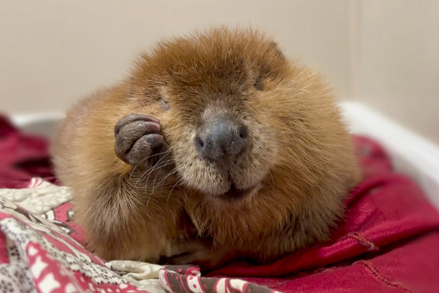 This October 2024 photo provided by Newhouse Wildlife Rescue shows Nibi, a 1-year-old beaver, at the Newhouse Wildlife Rescue in Chelmsford, Mass. (Photo by Jane Newhouse/Newhouse Wildlife Rescue via AP Photo)