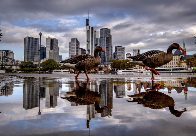 Geese are reflected in a puddle as they walk past the skyline in Frankfurt, Germany, Friday, October 11, 2024. (Photo by Michael Probst/AP Photo)