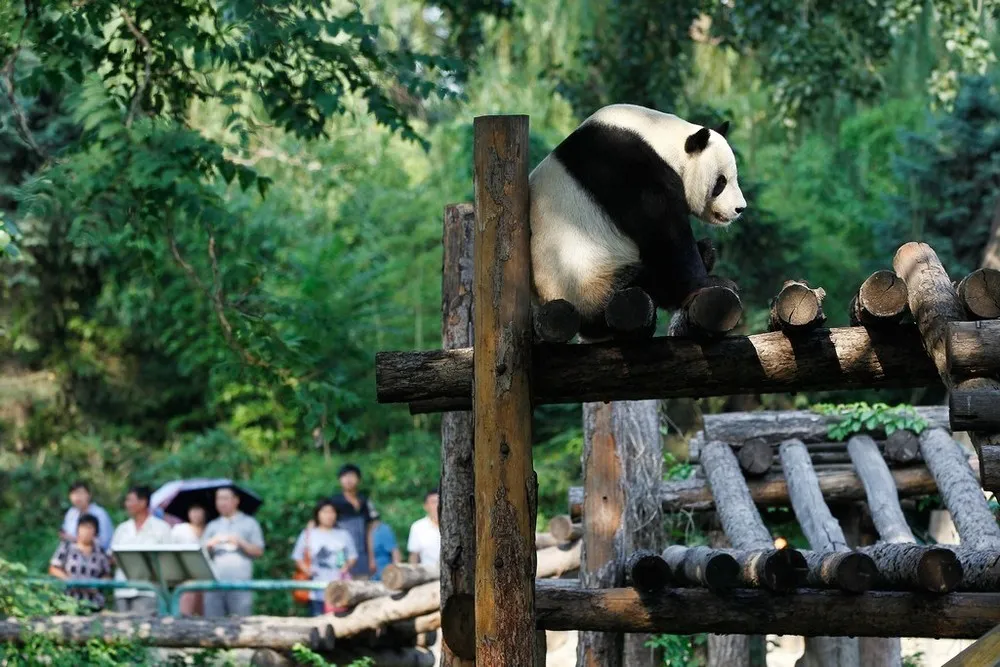 Giant Pandas in Beijing Zoo