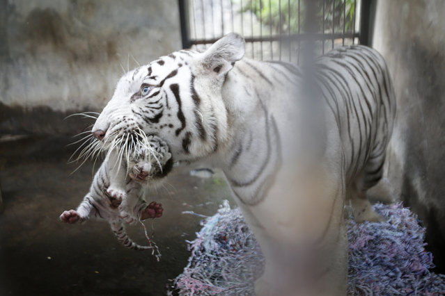 A ten day old Bengal Tiger cub is carried by his mother in the Bali Zoo in Gianyar, Bali, Indonesia, August 12, 2015. Dewa and Dewi are two Bengal Tiger cubs who were born on August 2, 2015 from the  pair of Bengal Tigers Kartini and King in the Bali Zoo. (Photo by Made Nagi/EPA)