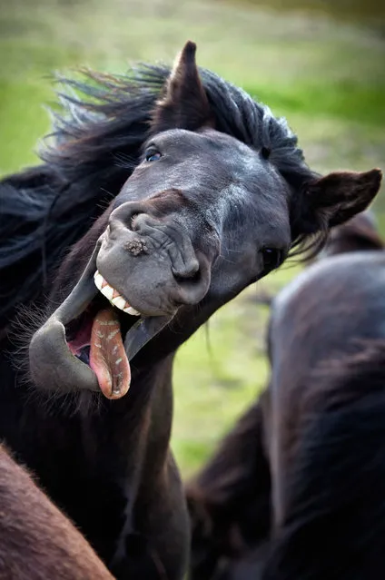 Andreas Ettl caught a loopy horse on camera in “Show Me Your Best Smile” in Iceland, Date Unknown. (Photo by Andreas Ettl/Barcroft Images/Comedy Pet Photography Awards)