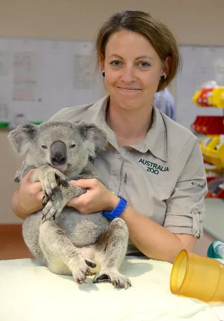 Vet nurse Robyn Kriel of the Australia Zoo poses with a koala that survived a 54 mile ride down a busy freeway clinging to the bottom of a car in Maryborough, Australia, on Jule 26, 2014. (Photo by Ben Beaden/Australia Zoo via AFP Photo)