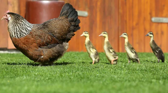 Emma the hen standing with four runner duck chicks in a field in Altheim- Waldhausen, Germany, 16 August 2017. Emma brooded the eggs and is now raising the ducklings. (Photo by Thomas Warnack/DPA/Bildfunk)