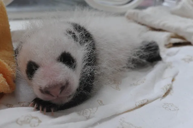 A giant panda cub is pictured in an incubator at the Ya'an Bifengxia Giant Panda Breeding and Research Center in Ya'an city, southwest China's Sichuan province, 21 August 2015. Ten tiny panda cubs made their first public appearance at China's Ya'an Bifengxia Giant Panda Breeding and Research Center in southwestern Sichuan province on Friday (21 August 2015). (Photo by Imaginechina/Splash News)
