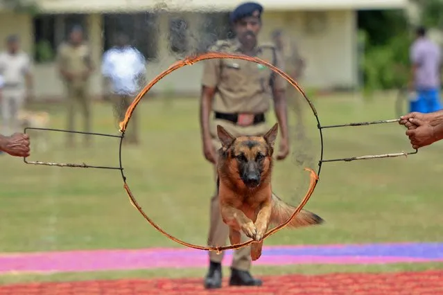A dog from the squad of India's Railway Protection Force (RPF) performs during a ceremony to mark country's 75th Independence Day at the ICF grounds in Chennai on August 15, 2022. (Photo by Arun Sankar/AFP Photo)