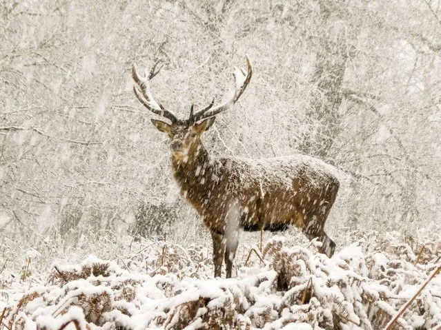 The snow stag, by Joshua Cox, UK, 10 years and under category. It had just started to snow when Joshua and his father arrived in Richmond Park, London. They followed the deer at a safe distance, and as the snow intensified one of the stags stopped. “He almost looked as if he was having a snow shower”, says Joshua. Herds of red and fallow deer have been roaming the park freely since 1637. (Photo by Joshua Cox/Wildlife Photographer of the Year 2022)