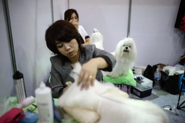 In a photo taken on August 30, 2014 dogs are groomed prior to taking part in a competition at a dog show in Seoul. (Photo by Ed Jones/AFP Photo)