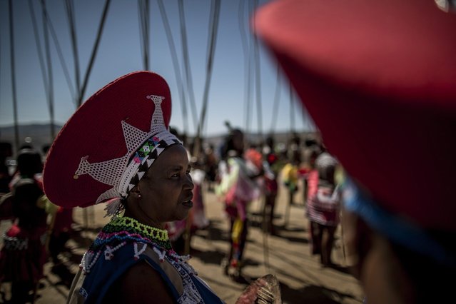 Zulu elders preside as ceremonial reeds are carried by South African maidens during the Reed Dance ceremony on September 5, 2014 at the eNyokeni Royal Palace in Nongoma in the KwaZulu-Natal region, during the 13th anniversary of the Reed Dance (uMkhosi woMhlanga) celebrated by the Zulu King, Goodwill Zwelithin. (Photo by Marco Longari/AFP Photo)