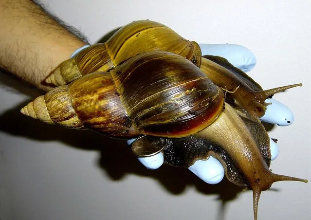 This undated photo provided by Scott Burton shows a Giant African Land Snail. In an aggressive effort to keep an invasive snail species from making a permanent home in Florida, 78,000 giant African land snails have been captured in the past year, state agriculture officials said. The infestation was discovered in September 2011. Officials hoped they could keep the snail from joining other exotic plant, fish and animal species that have found havens in the state. (Photo by Scott Burton/Associated Press)