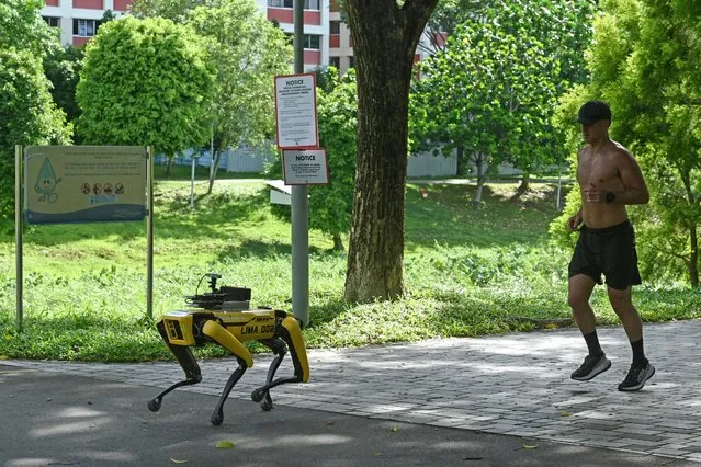 A man jogs behind a four-legged robot called Spot, which broadcasts a recorded message reminding people to observe safe distancing as a preventive measure against the spread of the COVID-19 novel coronavirus, during its two-week trial at the Bishan-Ang Moh Kio Park in Singapore on May 8, 2020. (Photo by Roslan Rahman/AFP Photo)