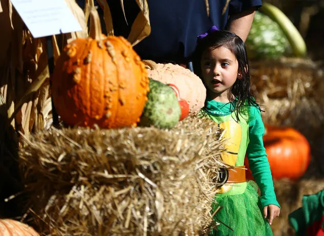 A girl looks at the pumpkins as the biggest pumpkin of 2017 is displayed ahead of the Halloween, an annual holiday celebrated on October 31, at New York Botanical Garden in New York, United States on October 21, 2017. The pumpkin is 1 tonne and 71 kilogram as a biggest pumpkin in north America until now. (Photo by Volkan Furuncu/Anadolu Agency/Getty Images)
