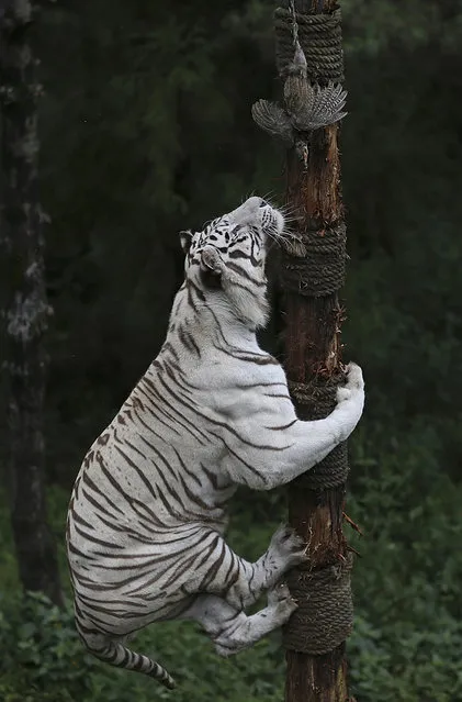 A 6-year-old female White Bengal tiger climbs up a tree to reach a pheasant hanged by a keeper, at Yunnan Wildlife Park in Kunming, Yunnan province September 19, 2014. (Photo by Wong Campion/Reuters)