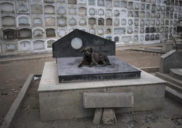 A dog rests on a tomb in front of the crematory where people who died from COVID-19 are cremated at El Angel cemetery, in Lima, Peru, Monday, May 25, 2020. (Photo by Rodrigo Abd/AP Photo)