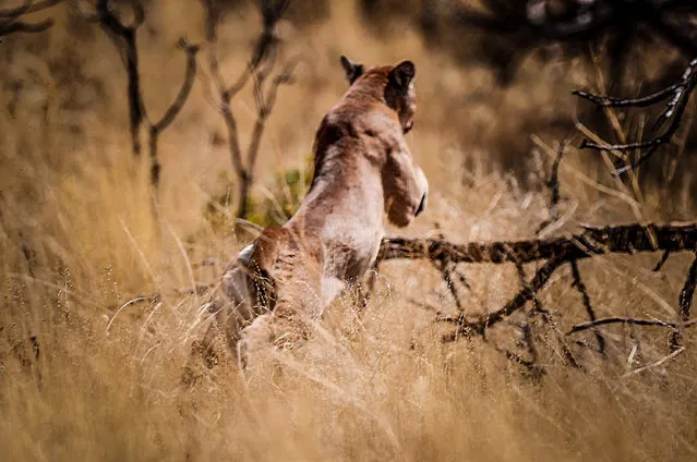 In this Monday, September 22, 2014 photo provided by the Utah Division of Wildlife Resources, a young  cougar is released back into Utah's mountains by the Utah Division of Wildlife Resources in an undisclosed site in central Utah. (Photo by Steve Gray/AP Photo/Utah Division of Wildlife Resources)