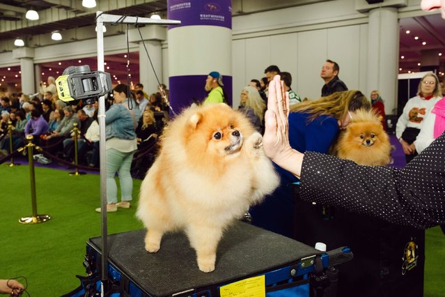 Tonic, a Pomeranian, gives a high-five to owner/handler Sonya Ratliffe backstage at the Westminster Kennel Club Dog Show in New York on Monday, February 10, 2025. (Photo by Lanna Apisukh/The New York Times/Redux)