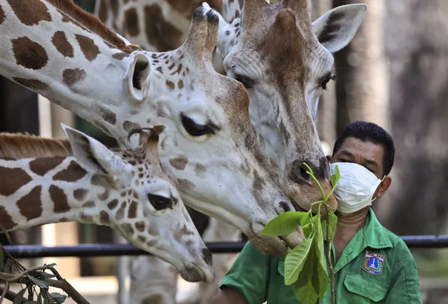 A keeper wearing protective face mask feeds giraffes at Ragunan Zoo prior to its reopening this weekend after weeks of closure due to the large-scale restrictions imposed to help curb the new coronavirus outbreak, in Jakarta, Indonesia, Wednesday, June 17, 2020. As Indonesia's overall virus caseload continues to rise, the capital city has moved to restore normalcy by lifting some restrictions, saying that the spread of the virus in the city of 11 million has slowed after peaking in mid-April. (Photo by Dita Alangkara/AP Photo)