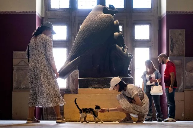 A tourist pets a cat before the “Horus protects Ramses II as a child”, dating to the reign of the Ancient Egyptian New Kingdom pharaoh (1303-1213 BC), at the Egyptian Museum in the centre of Egypt's capital Cairo on October 19, 2022. (Photo by Amir Makar/AFP Photo)