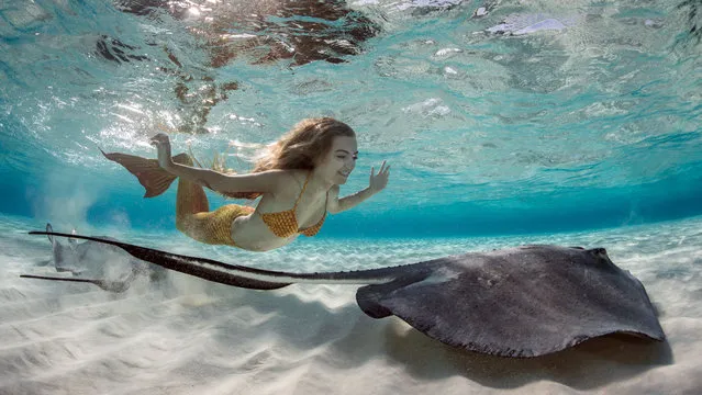 Margaux Maes, 19 swims with stingrays in full Mermaid costume. Maes, 19, donned a brightly coloured mermaid tail as she dived into the crystal clear water to splash around with the rays at sunset. The snaps were taken off the coast of the Cayman Islands on May 16, 2016. (Photo by Ellen Cuylaerts/Caters News Agency)