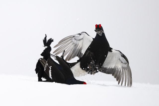 Two black grouse (Lyrurus tetrix) fight in freshly fallen snow during spring courtship in the Vaud Alps, Switzerland, 23 April 2025. From March to the end of May, black grouse gather in dance squares at the very edge of the forest. Roosters crow, parade, unfurl their plumage and compete for females. (Photo by Anthony Anex/EPA/EFE)