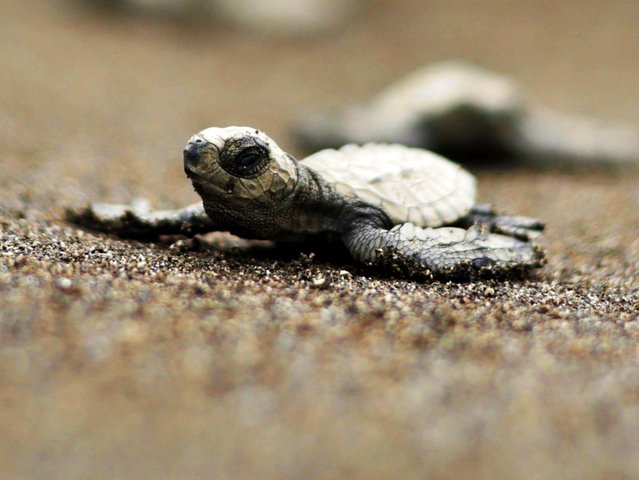 An Olive Ridley sea turtle (Lepidochelys olivacea) hatchling makes its way into the sea after being released from the 'Pawikan' Sanctuary on the coastline of Labac, Naic town, Cavite province, about 50 kilometers south-east of Manila, Philippines, 19 March 2025. According to village official Roger Bilugan who runs the “Pawikan” nesting facility, sea turtles find their way again to the Labac coastline to lay their eggs after concrete breaker structures were installed to minimize the effects of waves. In the past, beach erosion due to strong waves destroyed nest-sites, Bilugan added. World Water Day is observed annually on 22 March to highlight the conservation and preservation of all bodies of water. (Photo by Francis R. Malasig/EPA)