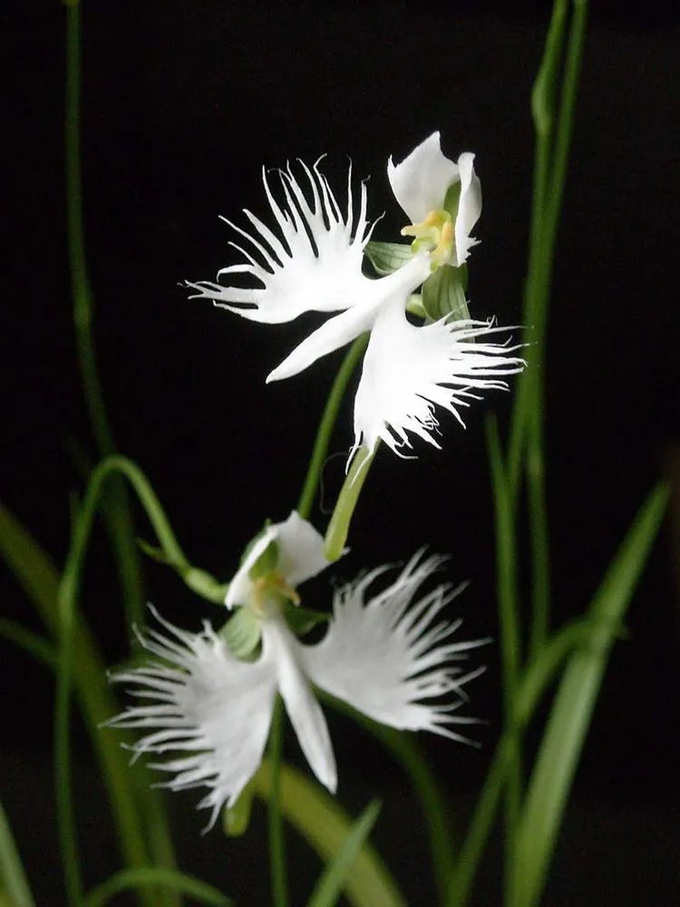 The White Egret Flower – Habenaria Radiata