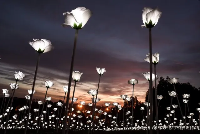 LED white roses are lit up as the sun sets at the Malaysia Agro Exposition Park in Serdang outside of Kuala Lumpur on September 16, 2016. 30,000 Light Emitting Diode (LED) white roses are part of an installation named “Light Sensation” aimed to promote unity and celebrate Malaysia Day. (Photo by Manan Vatsyayana/AFP Photo)