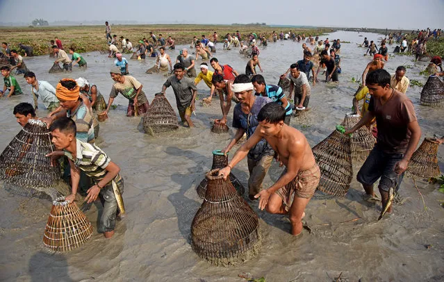 People belonging to the Tiwa tribe participate in a community fishing event as part of celebrations for the Bhogali Bihu, or the harvest festival of Assam, in Morigaon district, in Assam, India, January 16, 2018. (Photo by Anuwar Hazarika/Reuters)