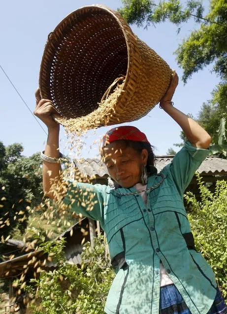 A Vietnamese farmer of Hmong ethnic tribe pours rice into the wind to separate low quality grains during the harvest season in Mu Cang Chai, northwest of Hanoi October 3, 2015. (Photo by Reuters/Kham)