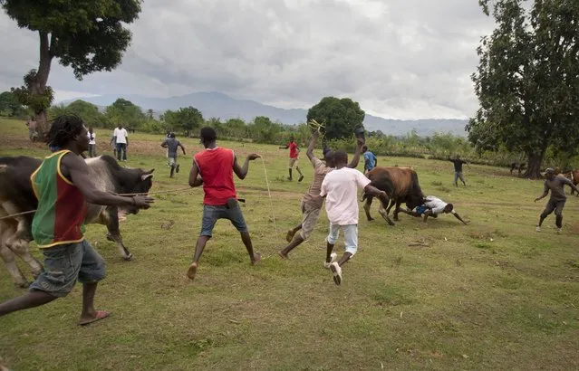 In this November 9, 2014 photo, a bull goes after a man with his horns, which were previously sharpened with a knife, as the bull runs away from a fight with another bull in Leogane, Haiti. It's unclear when fighting bulls first took root here. One aficionado said the practice has been going on in a few rural hamlets for at least a century. (Photo by Dieu Nalio Chery/AP Photo)