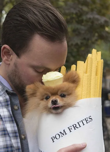 A man holds his Pomeranian dressed as french fries during the annual Tompkins Square Halloween Dog Parade in the Manhattan borough of New York City, October 24, 2015. (Photo by Stephanie Keith/Reuters)