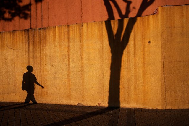 Shadows of a man and a tree are casted on a wall in Madrid, Spain, September 9, 2016. (Photo by Susana Vera/Reuters)