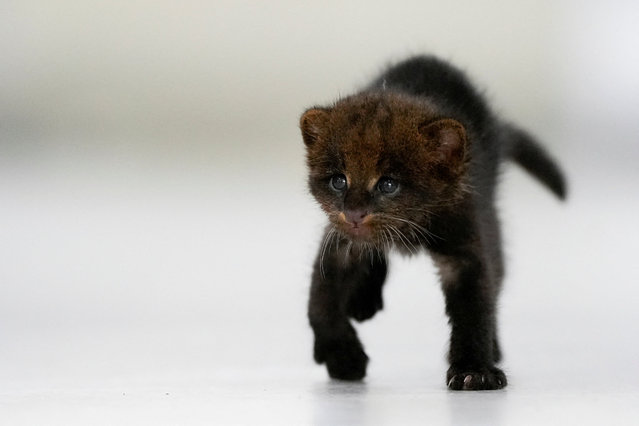 A two-week-old orphaned jaguarundi walks as a medical team cares for him at a veterinary hospital, in Panama City, Panama, on August 13, 2025. (Photo by Enea Lebrun/Reuters)