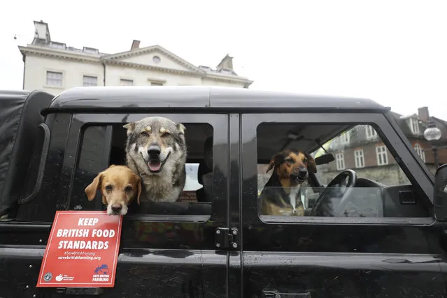 Farm cattle dogs from Wiltshire, Flo, right, Gus, centre, and Ruby, left, look out of the window of vehicle during a farmers protest outdside Parliament in London, Monday, October 12, 2020. Tractors travelled to Parliament in London as MPs vote on the Agriculture Bill, aimed at blocking the import of lower-standard produce. (Photo by Kirsty Wigglesworth/AP Photo)