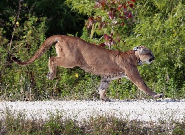A 2-year-old Florida panther is released into the wild by the Florida Fish and Wildlife Conservation Commission (FWC) on April 3, 2013 in West Palm Beach, Florida.  The panther and its sister had been raised at the White Oak Conservation Center since they were 5 months old. The FWC rescued the two panthers as kittens in September 2011 in northern Collier County after their mother was found dead. The panther is healthy and has grown to a size that should prepare him for life in the wild.  (Photo by Joe Raedle)