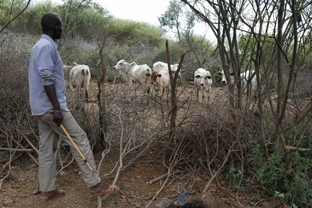 A man inspects the last settled dowry of several cows received for his daughter's hand in an arranged marriage, about 80 km (50 miles) from the town of Marigat in Baringo County December 7, 2014. (Photo by Siegfried Modola/Reuters)