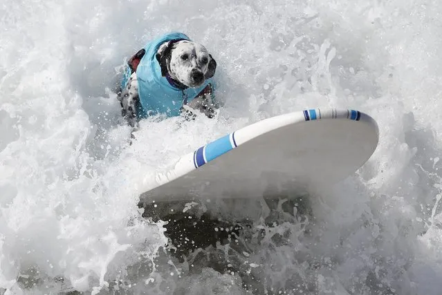 A dog surfs at the 6th Annual Surf City surf dog contest in Huntington Beach, California in this September 28, 2014 file photo. (Photo by Lucy Nicholson/Reuters)