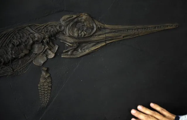 Argentine Paleontologist Marta Fernandez presents the fossil of a Ichthyosaur, which acccording to the Jurassic Museum of Asturias, is the most complete found in the Iberian Peninsula and one of the few in the world, at the headquarters of the museum in Colunga, northern Spain, November 6, 2015. In the picture paleontologist Marta Fernandez shows a reproduction of a specimen of an Ichthyosaur found in Germany. (Photo by Eloy Alonso/Reuters)