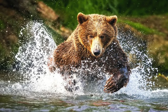 A brown bear in the last decade of September 2025 splashes after a sockeye salmon in Kamchatka, eastern Russia, where the fish go to spawn each year. (Photo by Alex Perov/Solent News & Photo Agency)
