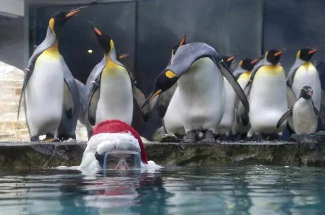 A king penguin looks over at a man dressed as Santa Claus who wears a scuba mask as he poses in their tank at the Marineland animal park in Antibes, December 19, 2014. (Photo by Eric Gaillard/Reuters)
