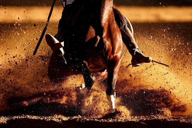 A participant rides a Criollo horse in Esteio, Brazil, as he competes in the Freio de Ouro, Brazil's main competition for handling Criollo horses, on Saturday, September 6, 2025. (Photo by Diego Vara/Reuters)