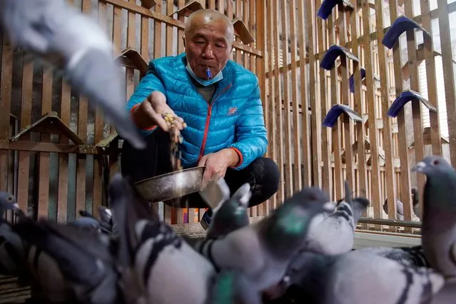Pigeon owner Yu Yuguang, 57, blows a whistle as he feeds his racing pigeons in his pigeon loft in Shanghai, China on November 22, 2020. In China, where pigeon racing has a long history, economic development has allowed the sport to spread beyond the ultra-wealthy. Today, thousands of pigeon fanciers are pouring their time and money into breeding champion hopefuls. (Photo by Aly Song/Reuters)