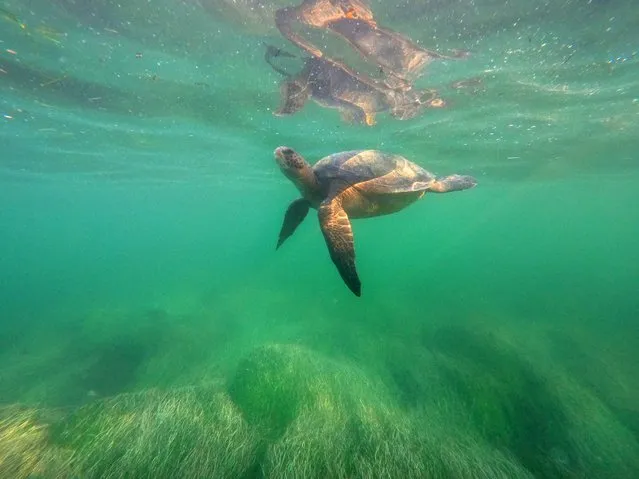 An East Pacific green sea turtle swims in La Jolla Cove, California on October 4, 2021. A small colony of turtles have settled in the area. The turtles appear to be in the 5- to 15-year-old range, eat sea grasses and algae. (Photo by K.C. Alfred/ZUMA Press Wire/Rex Features/Shutterstock)