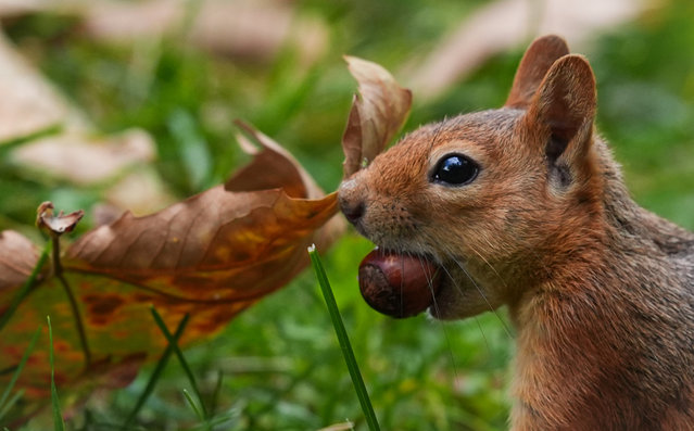 A squirrel carries a nut in its mouth while searching for food among fallen leaves during autumn at Segmenler Park in Ankara, Turkiye, on October 20, 2025. (Photo by Evrim Aydn/Anadolu via Getty Images)
