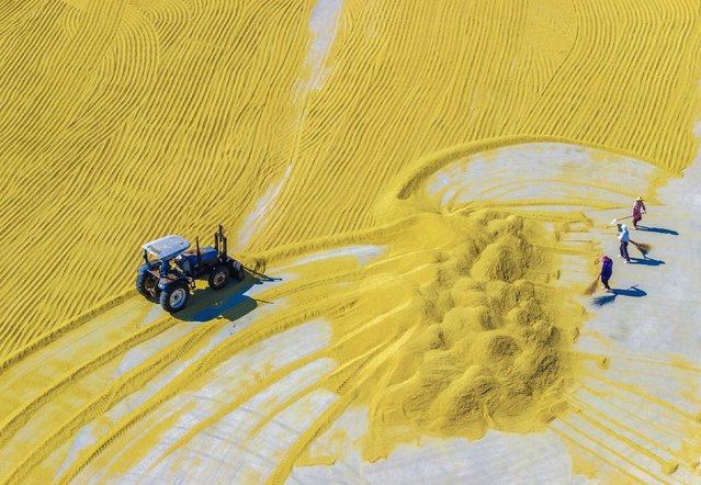 Farmers are drying rice in Zhuhu Town, Suqian City, Jiangsu Province, China on October 23, 2025. (Photo by CFOTO/Future Publishing via Getty Images)